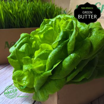 Aqua Green - 綠牛油生菜 (120克/盒)