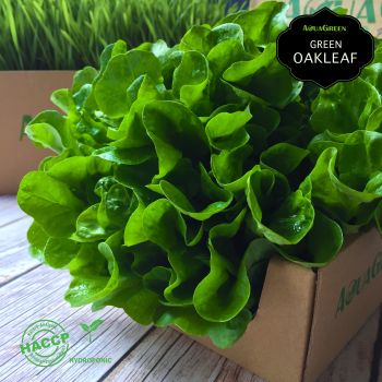 Aqua Green - 綠橡葉生菜 (120克/盒)