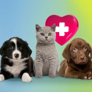 藍十字﹙亞太﹚保險有限公司 - 「愛．寵物」門診醫療保6折優惠碼